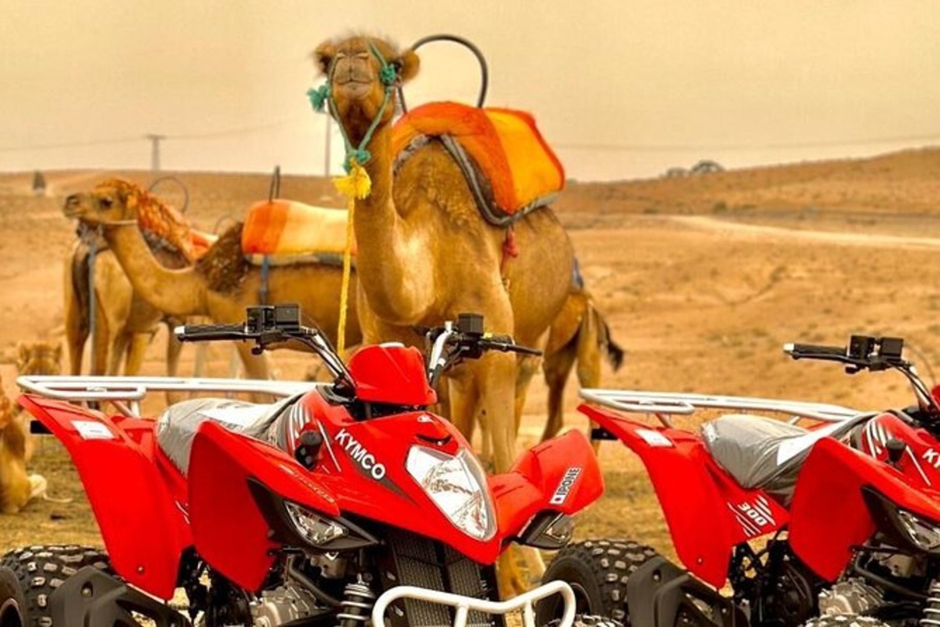 From Marrakech: Agafay Desert, Quad Tour, Camel Ride &amp; Dinner Show - Image - 3348
